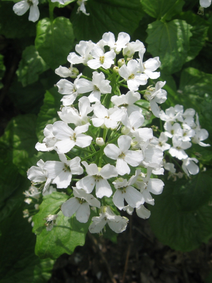 Image of Pachyphragma macrophyllum specimen.