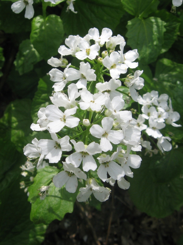 Изображение особи Pachyphragma macrophyllum.