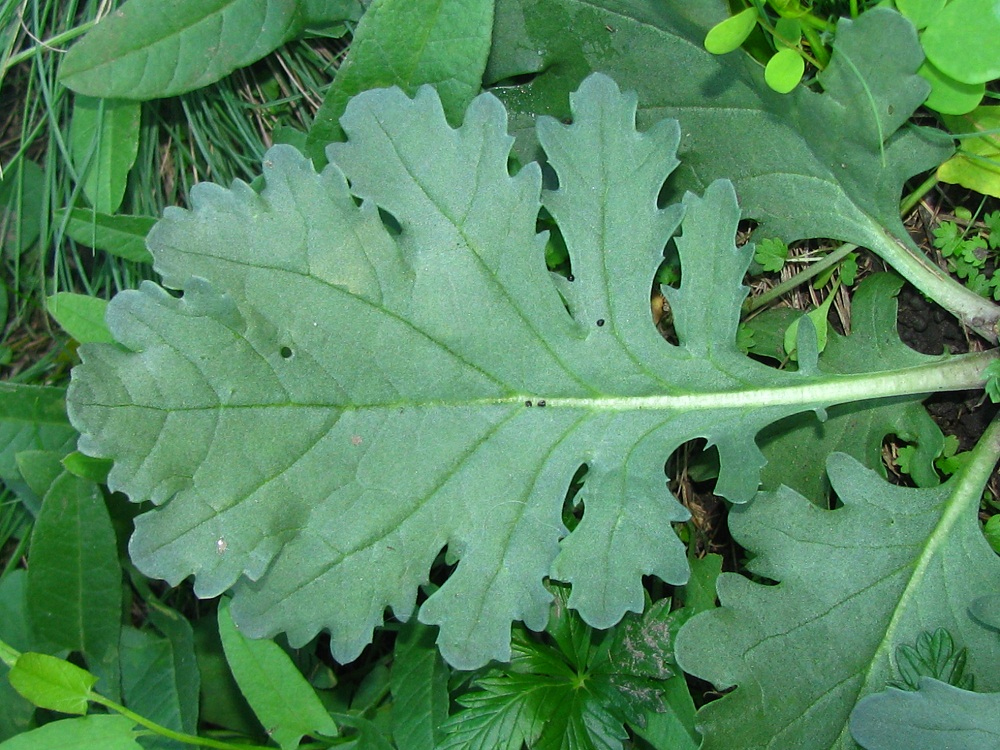 Image of Senecio jacobaea specimen.