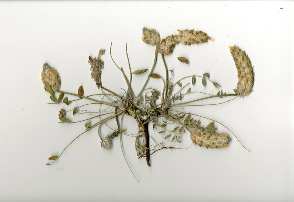 Image of Astragalus lupulinus specimen.