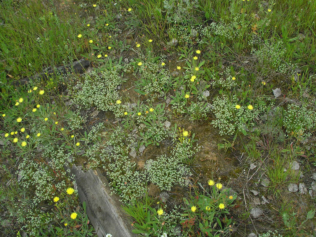 Image of Scleranthus perennis specimen.