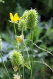 Ranunculus sewerzowii