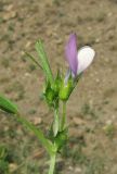 Vicia bithynica