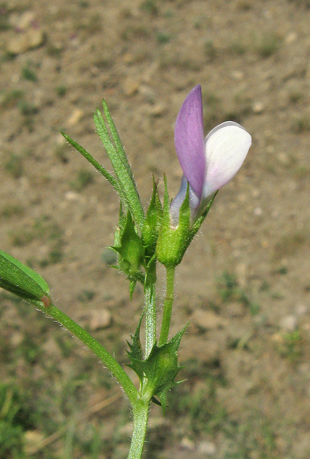 Изображение особи Vicia bithynica.