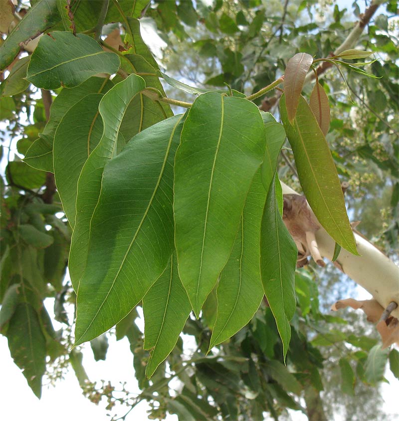 Image of Corymbia torelliana specimen.