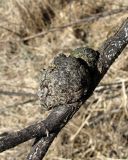 Salix gmelinii. Часть ветви с поражением (ветвь пока живая). Архангельская обл., Холмогорский р-н, окр. пос. Мал. Товра, пойменный луг. 19.05.2013.