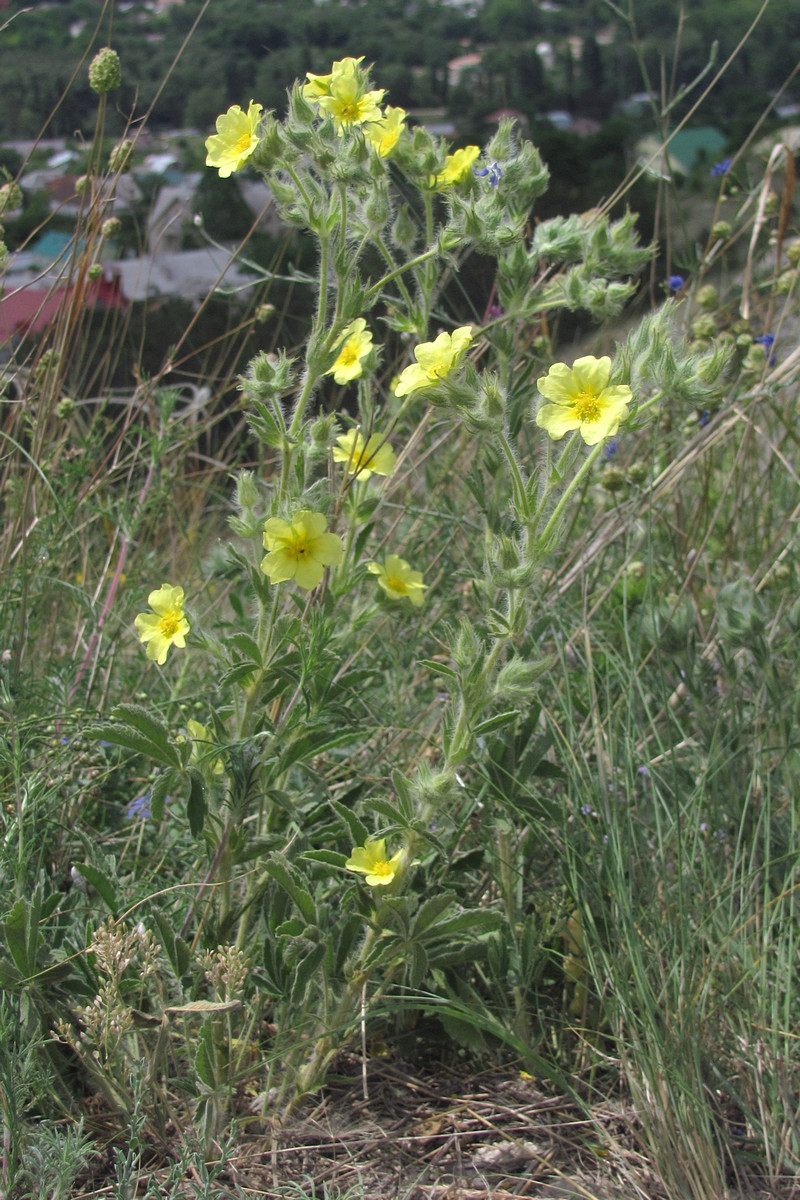 Изображение особи Potentilla callieri.