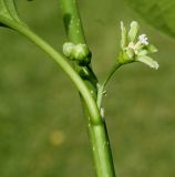 Image of taxon representative. Author is Валерий Куделя