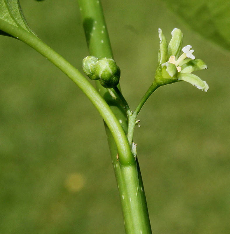 Изображение особи Celastrus scandens.