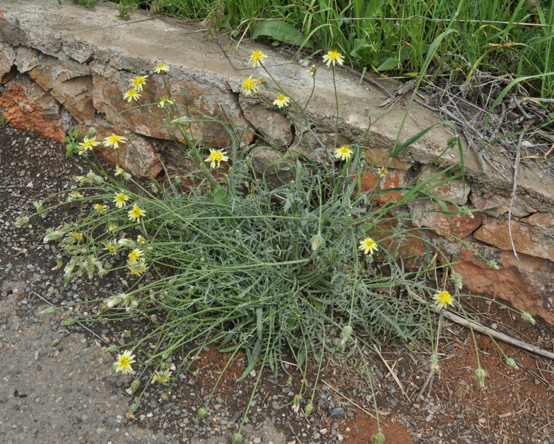 Image of genus Podospermum specimen.