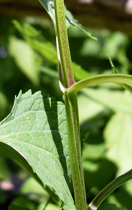 Изображение особи Scrophularia nodosa.