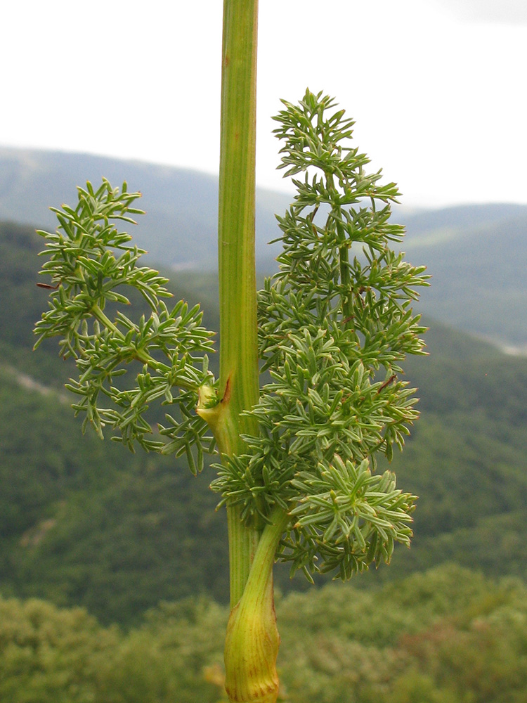 Image of Ferulago galbanifera specimen.