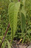 genus Helianthus