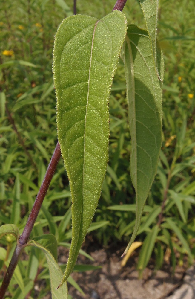 Image of genus Helianthus specimen.