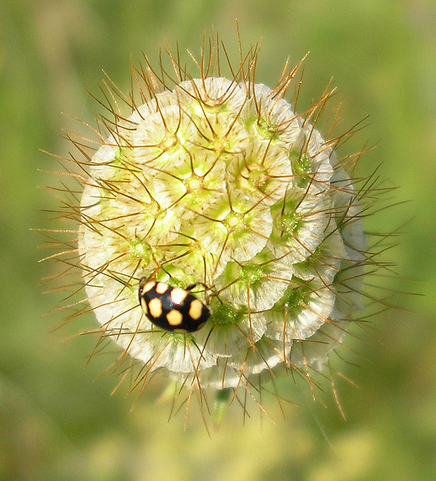 Image of Scabiosa ochroleuca specimen.