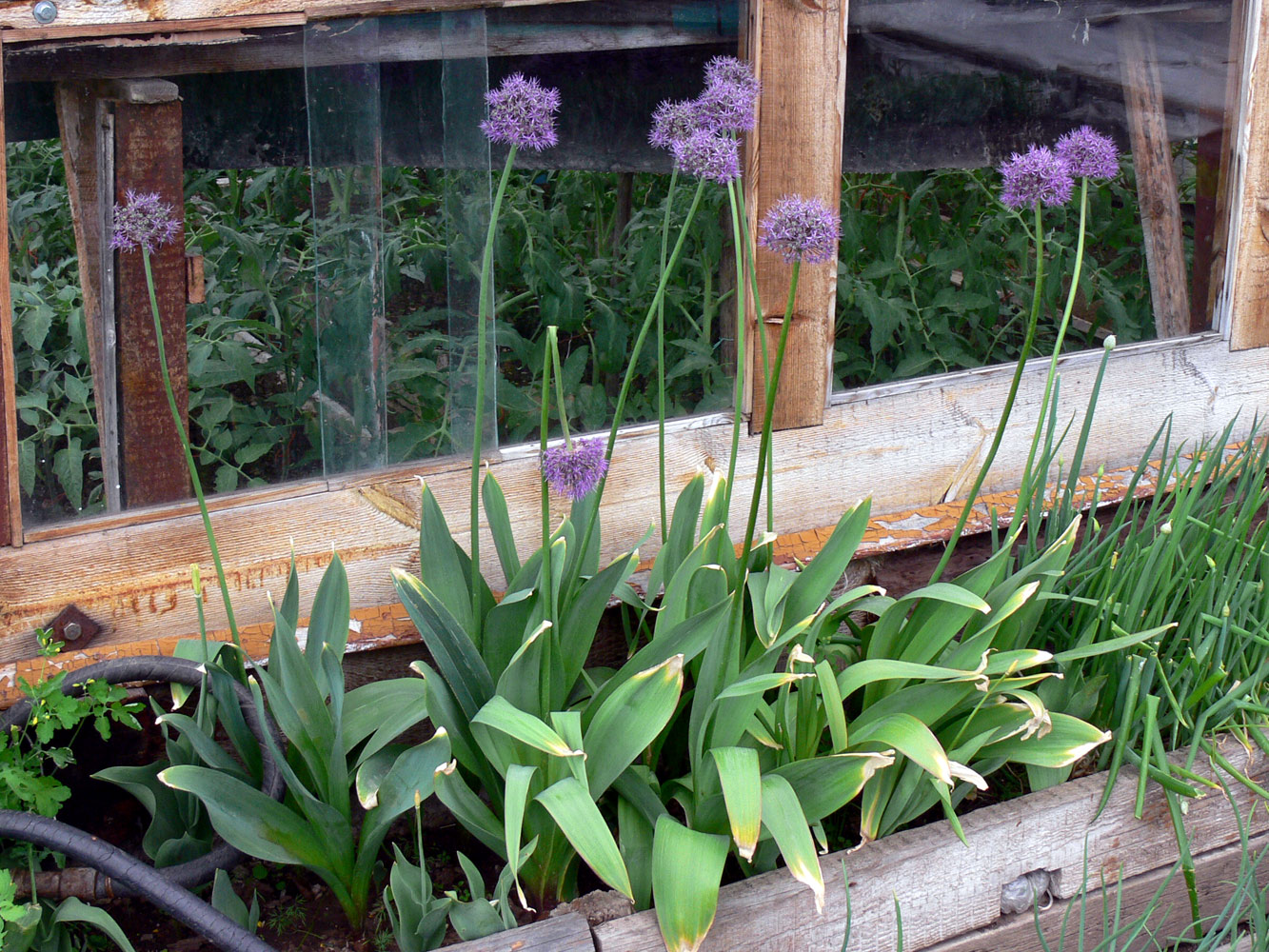 Image of Allium aflatunense specimen.