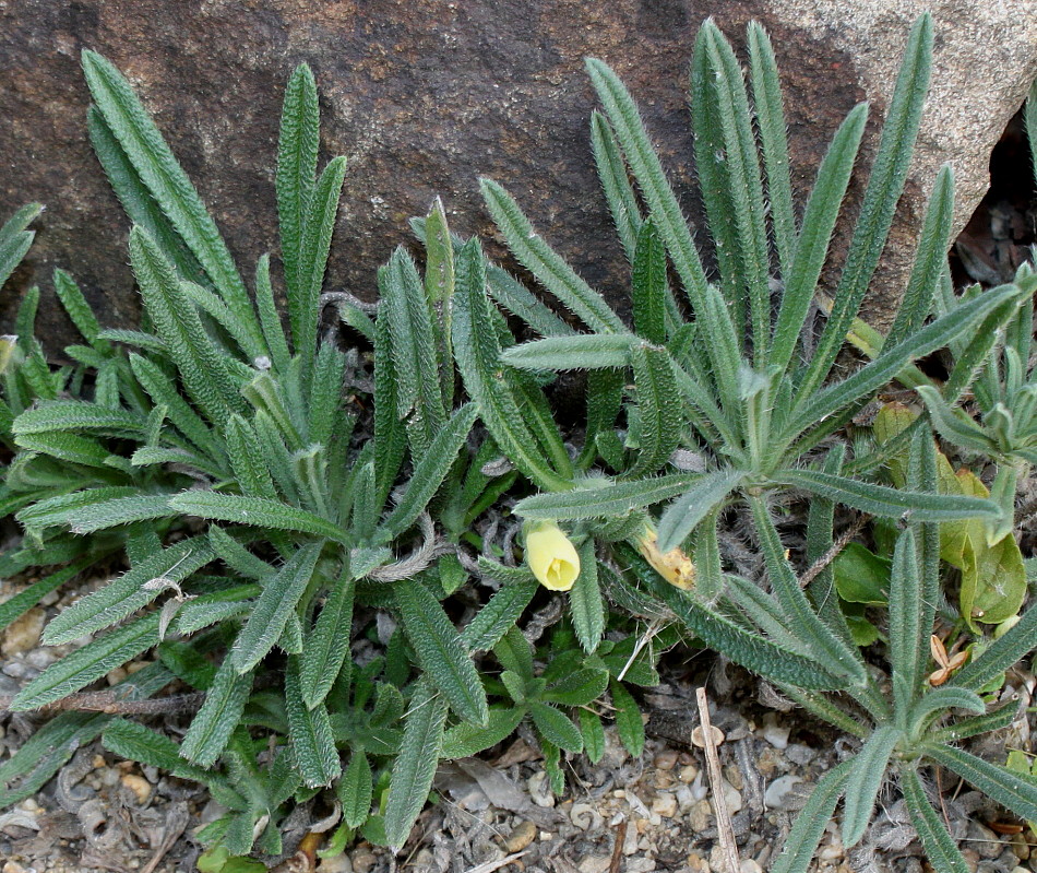 Изображение особи Onosma stellulatum.