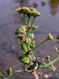 Alisma plantago-aquatica