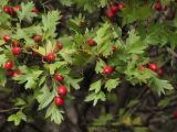 Crataegus stevenii. Ветвь с плодами. Южный берег Крыма, окр. с. Кипарисное. 7 октября 2013 г.