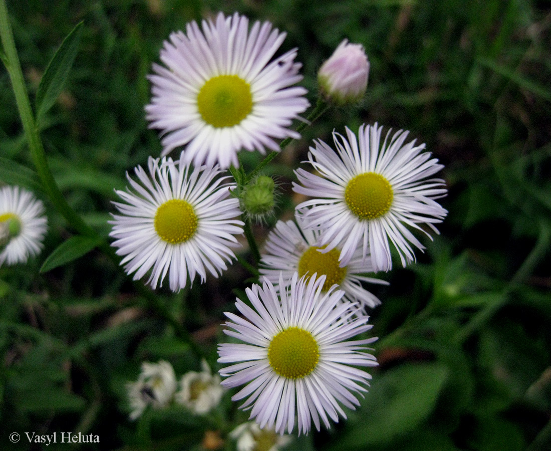 Изображение особи Erigeron annuus ssp. lilacinus.