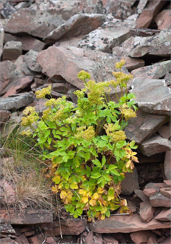 Image of Ligusticum scoticum specimen.