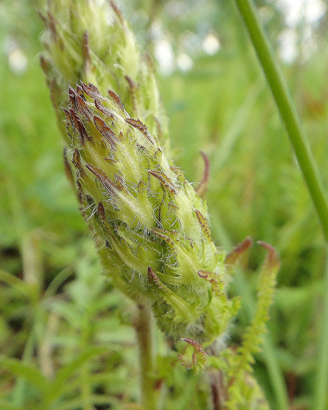 Image of Pedicularis venusta specimen.