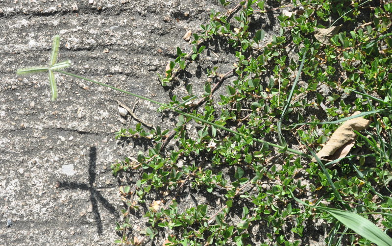 Image of Dactyloctenium aegyptium specimen.