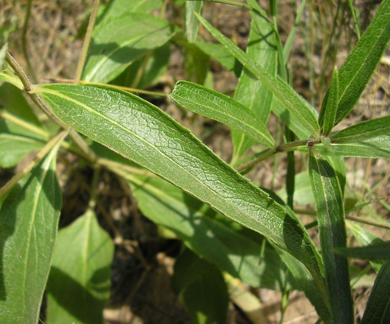 Image of Phlomis pungens specimen.