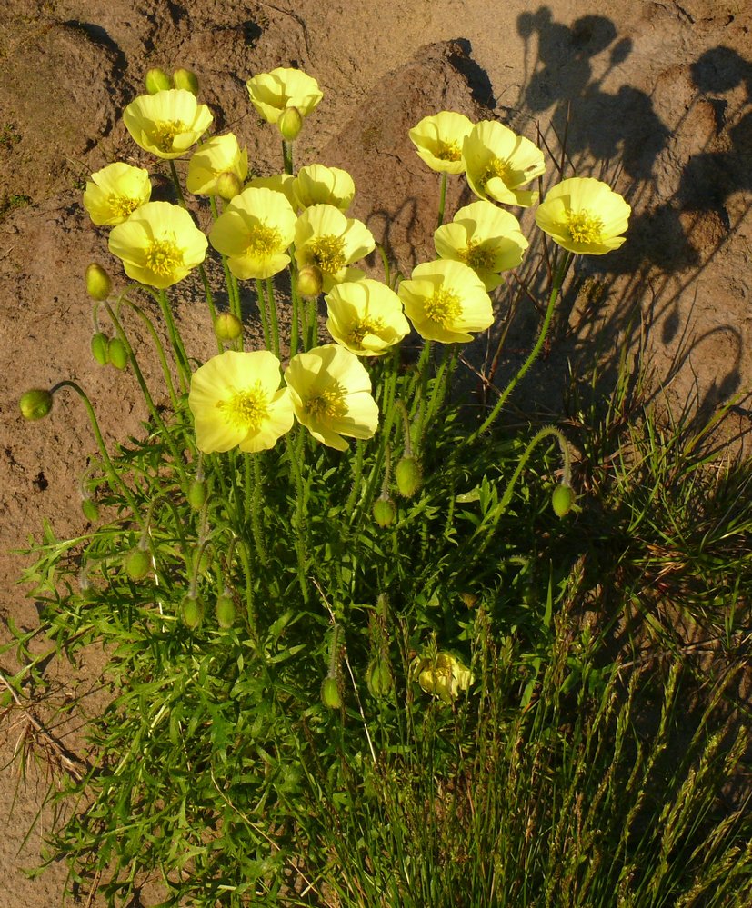 Image of genus Papaver specimen.