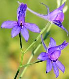 Delphinium consolida