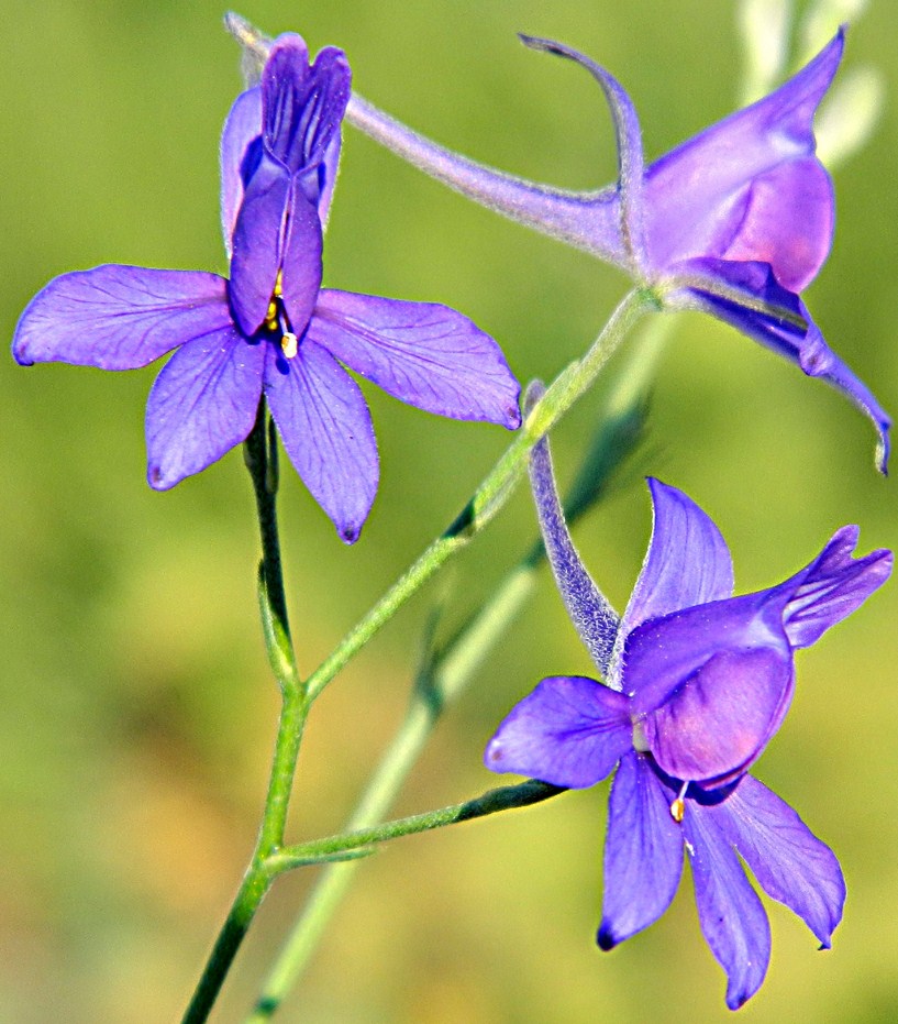 Image of Delphinium consolida specimen.