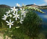 Ornithogalum ponticum