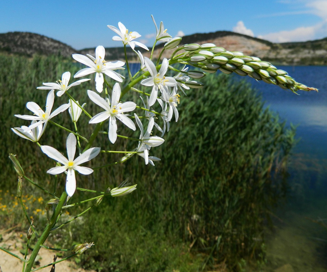 Изображение особи Ornithogalum ponticum.