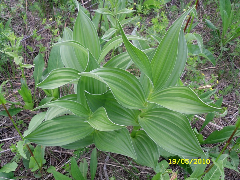 Image of Veratrum lobelianum specimen.