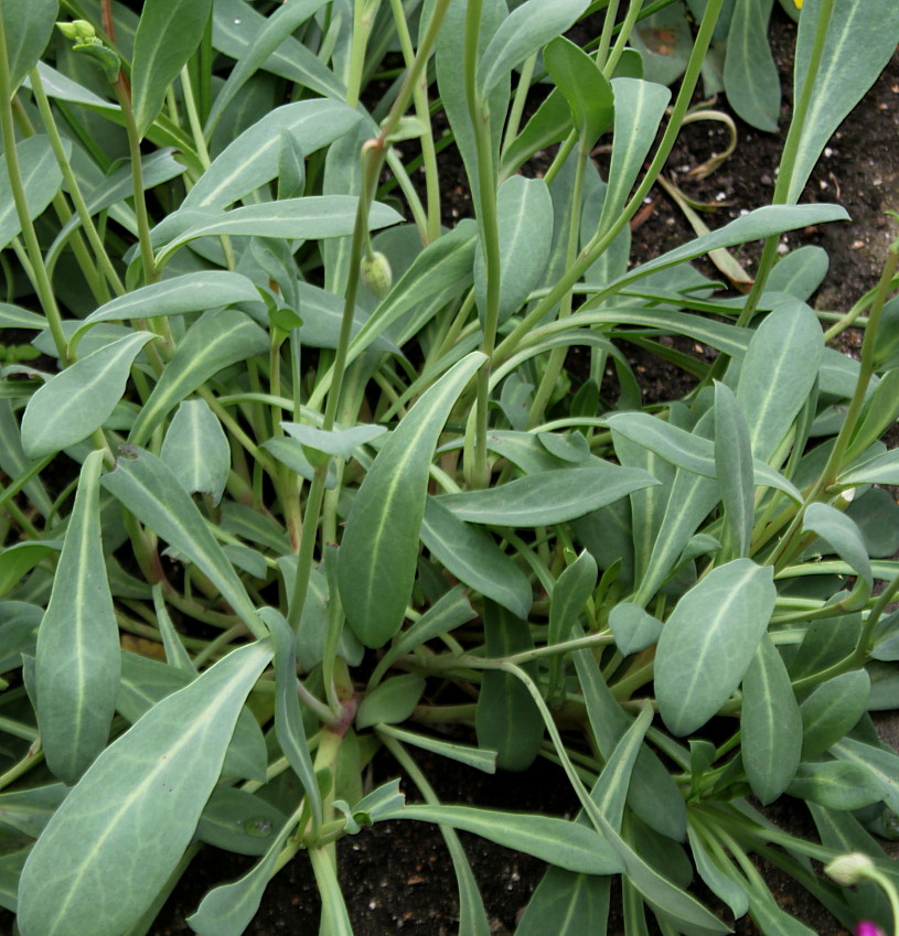 Image of Cistanthe grandiflora specimen.