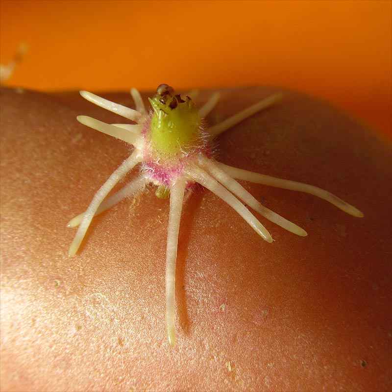 Image of Solanum tuberosum specimen.