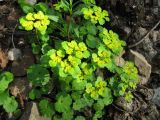 Chrysosplenium alternifolium. Цветущие растения. Пермский край, окр. г. Красновишерск, левый берег р. Вишера, Камень Ветлан, увлажнённое подножие склона у дороги. 10.06.2013.