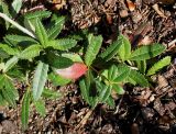 Berberis veitchii. Верхняя часть веточки. Германия, г. Bad Lippspringe, Kaiser-Karls Park. 02.02.2014.