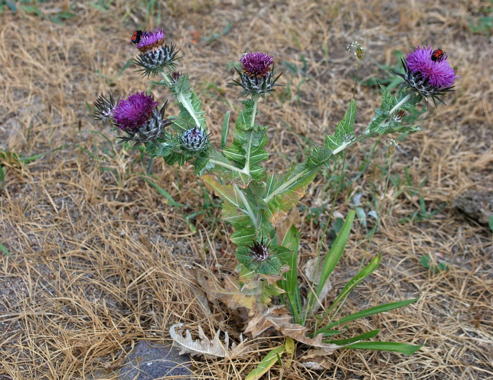 Изображение особи Cousinia microcarpa.