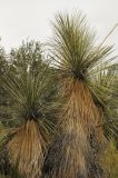 Yucca elata