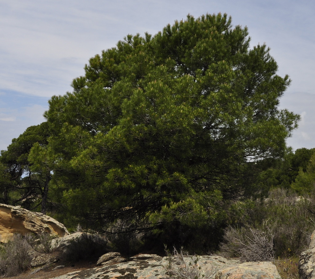 Изображение особи Pinus pinea.