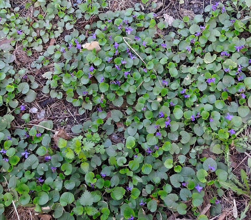 Image of Viola odorata specimen.