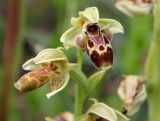 Ophrys umbilicata