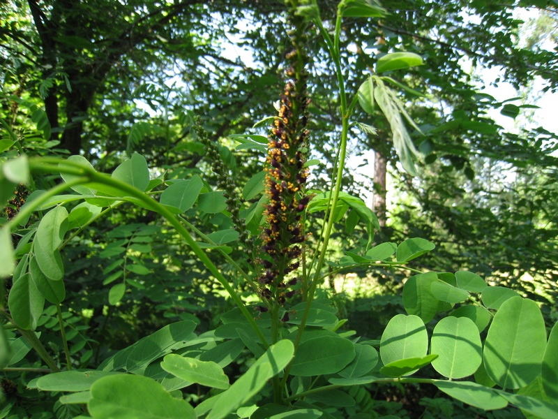 Изображение особи Amorpha fruticosa.