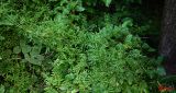 Galium aparine