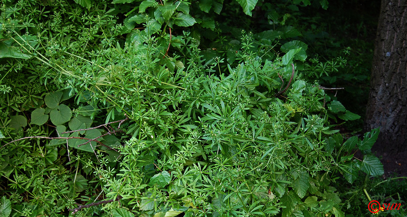 Изображение особи Galium aparine.