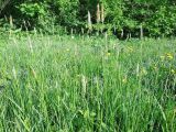 Alopecurus pratensis. Цветущие растения. Москва, Кусково, опушка лесопарка. 20.05.2014.