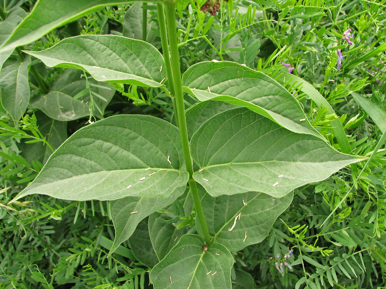 Image of Vincetoxicum rossicum specimen.