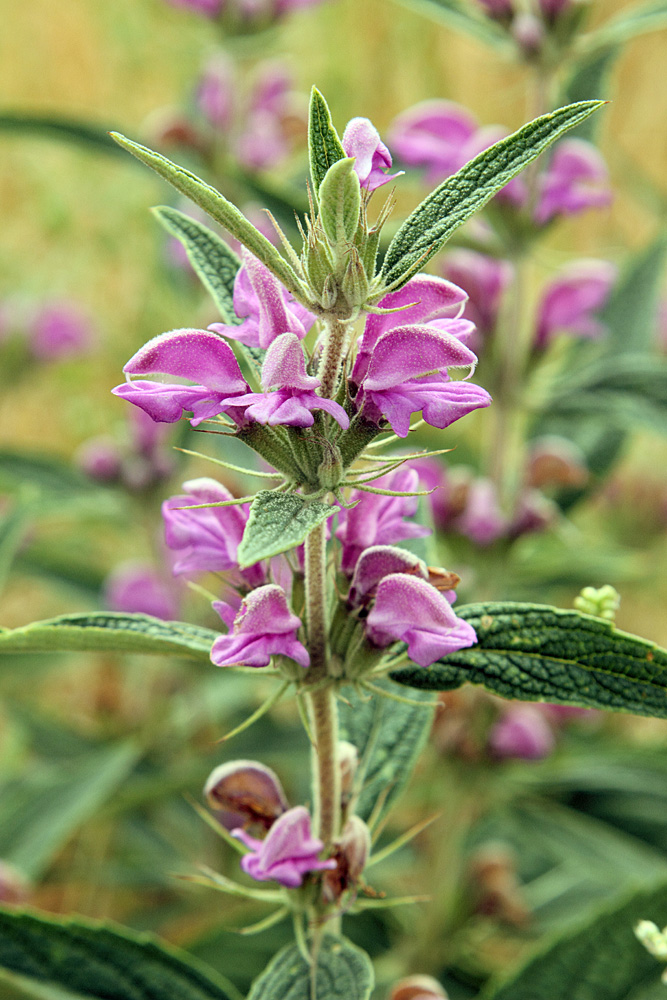 Image of Phlomis regelii specimen.