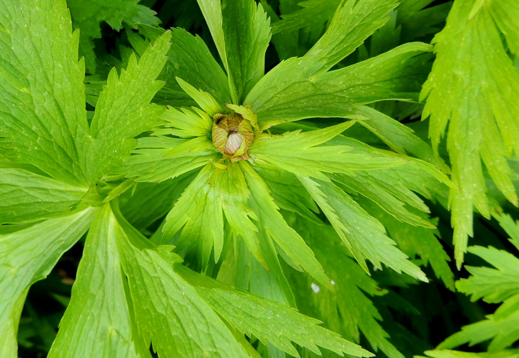 Изображение особи Trollius sachalinensis.